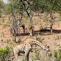 BWA NW Chobe 2016DEC04 NP 133 : 2016, 2016 - African Adventures, Africa, Botswana, Chobe National Park, Date, December, Month, Northwest, Places, Southern, Trips, Year